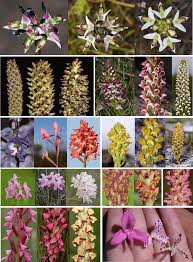 Image result for Disa fragrans