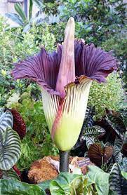 Corpse Flower K State Best Flower Wallpaper