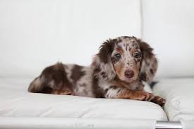 A dog is a man's best friend, and we believe treating them back same is all they deserve. Dapple Dachshund Puppy For Sale California