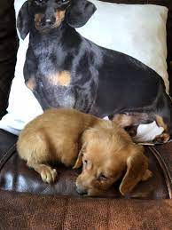 Miniature dachshunds are scent hound dog breeds who were bred to hunt badgers and other tunneling animals like rabbits, and foxes. Dachshund Puppies For Sale Raleigh Nc 277767 Petzlover