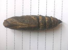 Could this (moth) pupa be identified please, 4.5cm, about to re-bury now.