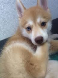Black And White Pomsky With Blue Eyes Pomsky With 1 Blue Eye And 1 Brown Animals Beautiful Pomsky Dog Baby Puppies