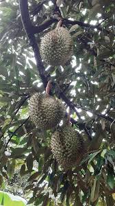 Kembalikan tanah galian cara menanam durian musang king berikutnya yaitu degan mengembalikan tanah galian ke dalam lubang. Pokok Durian Musang King Dalam Pasu