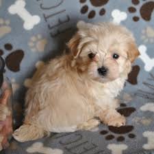 Malti poos require frequent human companionship. Snowflake Maltipoo Puppy 628025 Puppyspot
