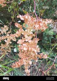 Image result for Rumex sagittatus