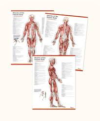 Get it as soon as thu, apr 22. Trail Guide To The Body S Muscles Of The Human Body 3 Poster Set Books Of Discovery