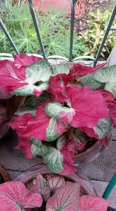 Crown of thorns plant care despite its intimidating look is incredibly easy. Caladium Desert Rose Adenium Euphorbia Milii Crown Of Thorns Corona De Cristo Cactus Succulents Orchid Ca Variegated Plants Succulents Garden Caladium