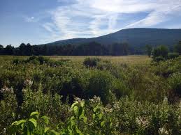 Freeland Boardwalk Trail 0 5 Miles In Davis Wv At Canaan Valley National Wildlife Refuge Hiking Nature Outd Canaan Valley Trail National Wildlife Refuge