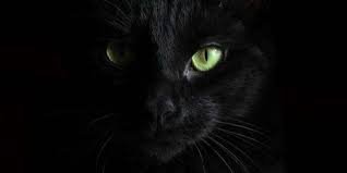 Kedi Fobisi Ailurofobi Kedimag