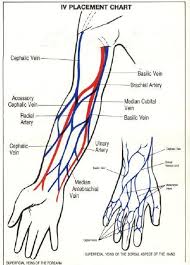 Iv Placement Chart Blood Vessels Of The Arm And Hand Iv