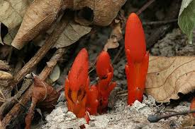 Image result for Balanophoraceae