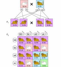 Transcribed image text from this question. Punnett Square Definition Types And Examples Biology