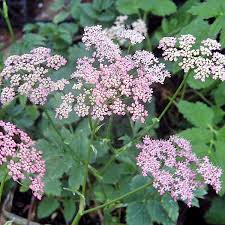 Image result for Pimpinella buchananii