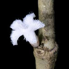 Image result for Lasianthus kilimandscharicus