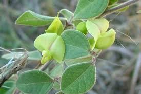 Image result for Macrotyloma