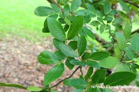 Image result for Cynometra alexandri