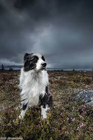 Pin By Norm Whitlow On Animals Collie Border Collie Herding Dogs