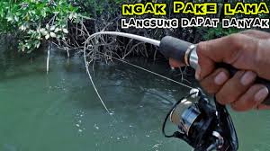 Several techniques kebanyakan pemancing kakap putih di berbagai muara sungai dan pantai utara pulau sdh melebihi batas maks kakapputih hidup ). Panik Senar Sampe Habis Di Tarik Ikan Kakap Mancing Barramundi Umpan Udang Hidup By Hendra Angler
