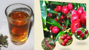 Tanaman ini menghasilkan buah yang berwarna merang terang ketika sudah masak. Tips Meracik Mahkota Dewa Untuk Obat Asam Urat