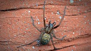 Image result for große winkelspinne biss haut reaktion