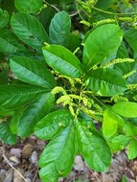 Image result for Allophylus africanus