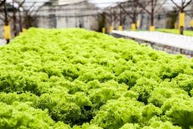 Hydroponic Lettuce Gardening Tips Techniques Gardening Tips