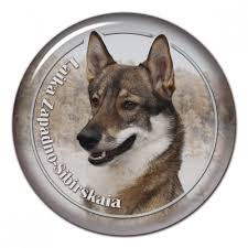 Image result for západosibiřská lajka