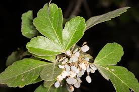 Image result for Searsia grossireticulata