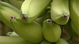 Abe Teste Les Bananes L Ethique En Ligne De Mire Rts Ch