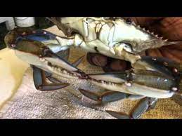 Now you see why learning how to freeze crab isn't as simple as one straightforward answer! Backyard Crab Farm Update Freezing Blue Crabs Tutorial Youtube