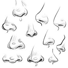 Pin On Draw Anat Noses