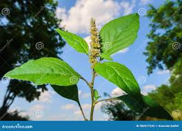 Image result for Amaranthus deflexus