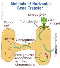 Horizontal Gene Transfer Biology Microbiology Ap Biology