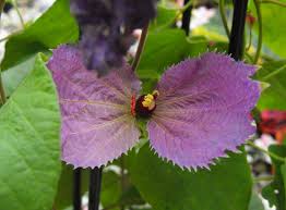 Image result for Dalechampia capensis