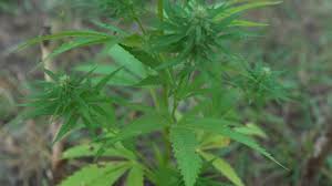 Check spelling or type a new query. Cannabis Bud Forming Leaves Growing Stock Footage Video 100 Royalty Free 1065408001 Shutterstock
