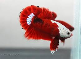 Wow Betta Fish Types Betta Betta Fish Tank