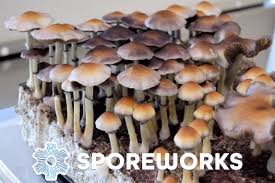 Image result for Sporobolus natalensis