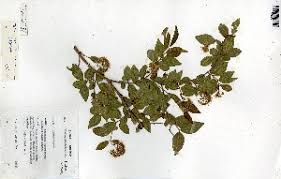 Image result for Pteleopsis anisoptera