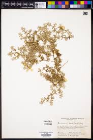 Image result for Guilleminea densa