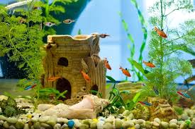 Best Air Bubbler Aquarium Decorations Petguide Aquarium Decorations Fish Tank Decorations Aquarium Design