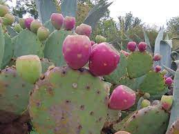 So it's one of the prickly pear cactus plants. Opuntia Humifusa Eastern Prickly Pear Cactus North Carolina Extension Gardener Plant Toolbox