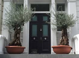 Dopey is a good bet for containers for this reason, as it doesn't waste space when out of bloom. Growing Trees And Shrubs In Containers Guide For A Guarantee Success