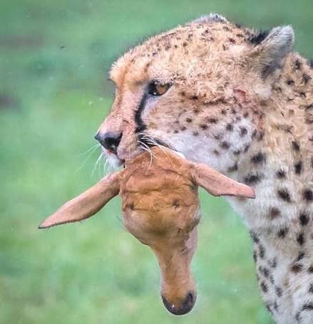 Cheetah (Acinonyx jubatus)- Data, Pictures & Videos