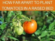 How many tomato plants in a 4x4 raised bed. How Far Apart To Plant Tomatoes Greenhouse Today
