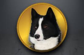 Image result for karelský medvědí pes