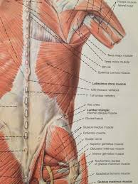 Ready to test your knowledge on those muscles? The Lats Teres Major Tami Apland