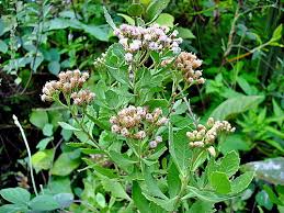 Image result for Pluchea