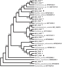 It is specific to japanese beetle grubs and will harm no other insect. Bacteria Present In Comadia Redtenbacheri Larvae Lepidoptera Cossidae
