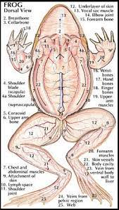 The entire point of the scale control bone is to keep the various bones along a single arbitrary axis (as defined by the scale bone) where as parts of the frog's legs anatomically has more then one axis along which it bends. Information And Facts On The Anatomy Of Amphibians