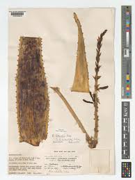 Image result for Aloe littoralis